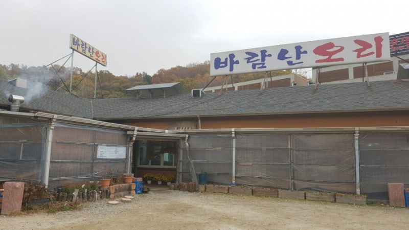 바람난 오리